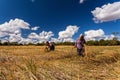 CHIANG MAI.THAILAND Ã¢â¬â OCT 20 : The old man and women Thai farmer collaborating at the harvest, October 20 , 2015